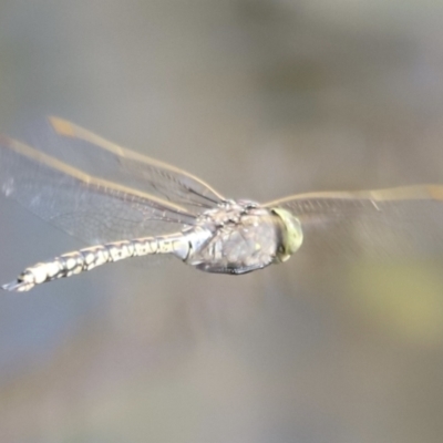 Anax papuensis (Australian Emperor) at Belconnen, ACT - 20 Oct 2023 by JimL