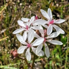 Burchardia umbellata (Milkmaids) at Gundaroo, NSW - 21 Oct 2023 by trevorpreston