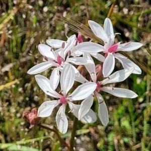 Burchardia umbellata at Gundaroo, NSW - 21 Oct 2023