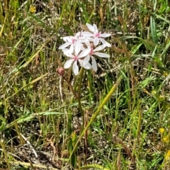 Burchardia umbellata at Gundaroo, NSW - 21 Oct 2023