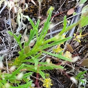 Vittadinia muelleri at Gundaroo, NSW - 21 Oct 2023