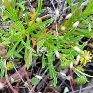 Vittadinia muelleri at Gundaroo, NSW - 21 Oct 2023