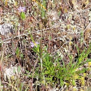 Vittadinia muelleri at Gundaroo, NSW - 21 Oct 2023