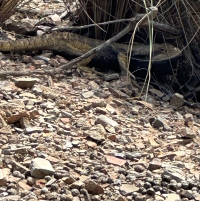 Pogona barbata (Eastern Bearded Dragon) at Aranda Bushland - 21 Oct 2023 by lbradley