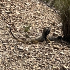 Pogona barbata at Aranda, ACT - 21 Oct 2023