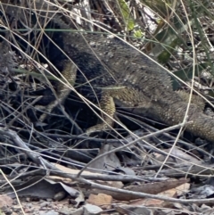 Pogona barbata at Aranda, ACT - 21 Oct 2023