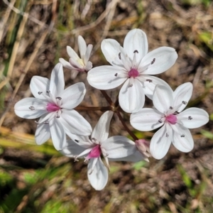 Burchardia umbellata at Gundaroo, NSW - 21 Oct 2023 11:00 AM