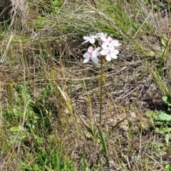 Burchardia umbellata at Gundaroo, NSW - 21 Oct 2023