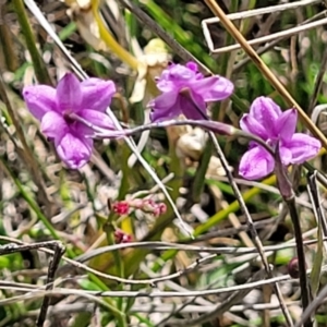 Arthropodium minus at Gundaroo, NSW - 21 Oct 2023