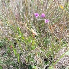 Arthropodium minus at Gundaroo, NSW - 21 Oct 2023