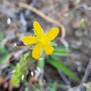 Hypericum gramineum at Gundaroo, NSW - 21 Oct 2023