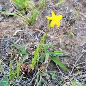 Hypericum gramineum at Gundaroo, NSW - 21 Oct 2023