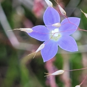 Wahlenbergia sp. at Gundaroo, NSW - 21 Oct 2023