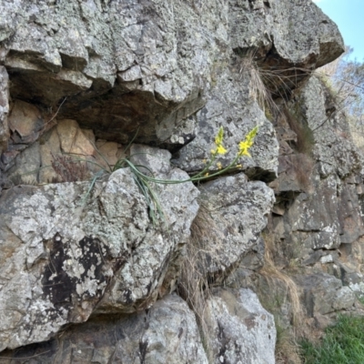 Bulbine glauca (Rock Lily) at Kambah Pool - 2 Oct 2023 by dwise