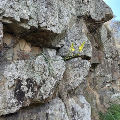 Bulbine glauca (Rock Lily) at Tuggeranong, ACT - 2 Oct 2023 by dwise