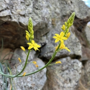 Bulbine glauca at Tuggeranong, ACT - 2 Oct 2023