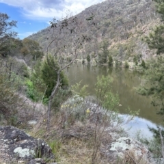 Bulbine glauca at Tuggeranong, ACT - 2 Oct 2023