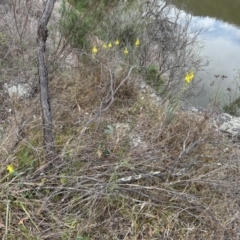 Bulbine glauca at Tuggeranong, ACT - 2 Oct 2023