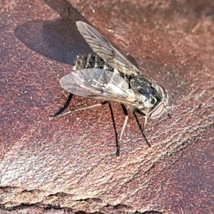 Tabanidae (family) at Gundaroo, NSW - 21 Oct 2023