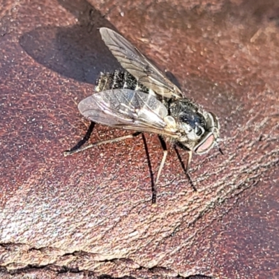 Tabanidae (family) (Unidentified march or horse fly) at Gundaroo, NSW - 21 Oct 2023 by trevorpreston