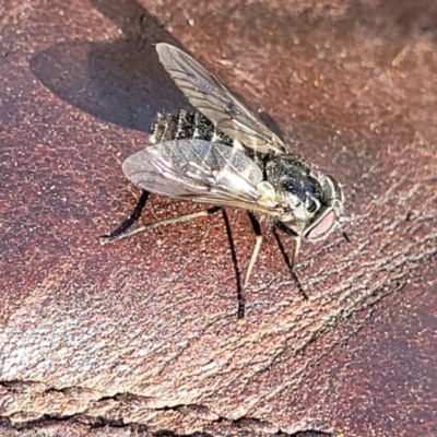 Tabanidae (family) (Unidentified march or horse fly) at Gundaroo, NSW - 21 Oct 2023 by trevorpreston