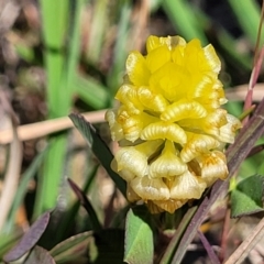 Trifolium campestre (Hop Clover) at Gundaroo, NSW - 21 Oct 2023 by trevorpreston