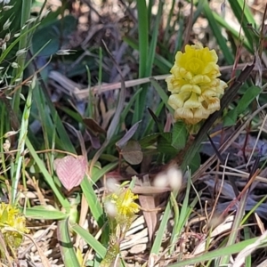 Trifolium campestre at Gundaroo, NSW - 21 Oct 2023 10:55 AM