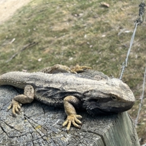 Pogona barbata at Tharwa, ACT - 2 Oct 2023