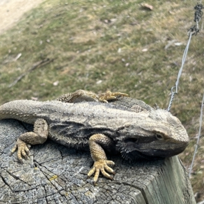 Pogona barbata (Eastern Bearded Dragon) at Tharwa, ACT - 2 Oct 2023 by dwise