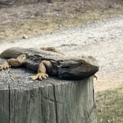 Pogona barbata at Tharwa, ACT - 2 Oct 2023