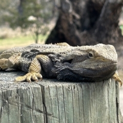 Pogona barbata at Tharwa, ACT - 2 Oct 2023