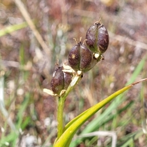 Wurmbea dioica subsp. dioica at Gundaroo, NSW - 21 Oct 2023