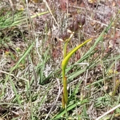 Wurmbea dioica subsp. dioica at Gundaroo, NSW - 21 Oct 2023