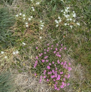 Oxalis sp. at Tharwa, ACT - 2 Oct 2023