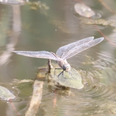 Anax papuensis (Australian Emperor) at Belconnen, ACT - 21 Oct 2023 by JimL