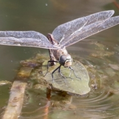 Anax papuensis at Aranda Bushland - 21 Oct 2023