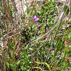 Arthropodium minus at Gundaroo, NSW - 21 Oct 2023