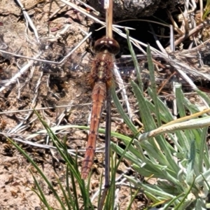 Diplacodes bipunctata at Mcleods Creek Res (Gundaroo) - 21 Oct 2023 10:51 AM