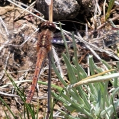 Diplacodes bipunctata at Mcleods Creek Res (Gundaroo) - 21 Oct 2023 10:51 AM