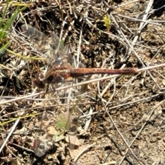 Diplacodes bipunctata at Mcleods Creek Res (Gundaroo) - 21 Oct 2023 10:51 AM