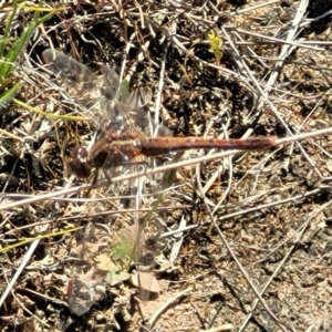 Diplacodes bipunctata at Mcleods Creek Res (Gundaroo) - 21 Oct 2023 10:51 AM