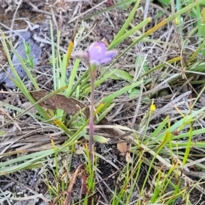 Thelymitra peniculata at Gundaroo, NSW - suppressed