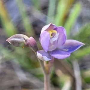 Thelymitra peniculata at Gundaroo, NSW - suppressed