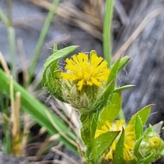 Triptilodiscus pygmaeus (Annual Daisy) at Mcleods Creek Res (Gundaroo) - 20 Oct 2023 by trevorpreston