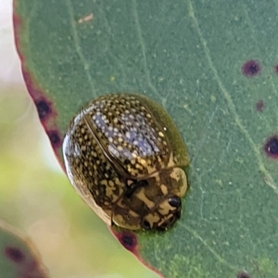 Paropsisterna cloelia (Eucalyptus variegated beetle) at Gundaroo, NSW - 21 Oct 2023 by trevorpreston