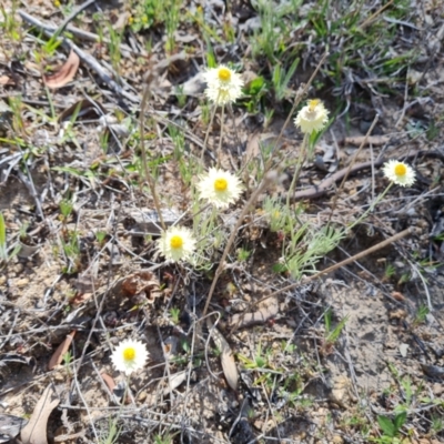 Leucochrysum albicans subsp. tricolor (Hoary Sunray) at O'Malley, ACT - 21 Oct 2023 by Mike