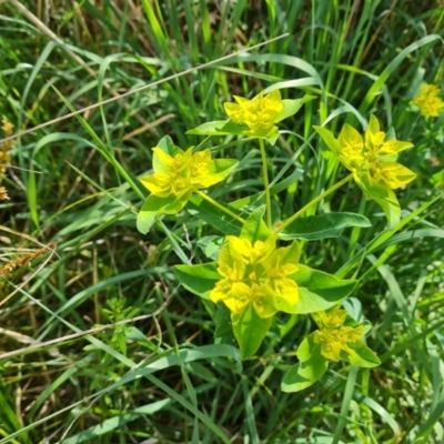 Euphorbia oblongata (Egg-leaf Spurge) at O'Malley, ACT - 21 Oct 2023 by Mike