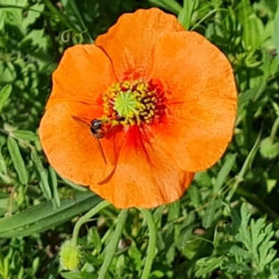 Papaver dubium (Longhead Poppy) at Symonston, ACT - 20 Oct 2023 by Mike