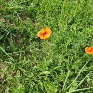 Papaver dubium at Symonston, ACT - 21 Oct 2023