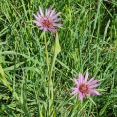 Tragopogon porrifolius subsp. porrifolius (Salsify, Oyster Plant) at Jerrabomberra, ACT - 20 Oct 2023 by Mike